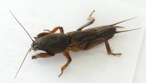 Gryllotalpa gryllotalpa